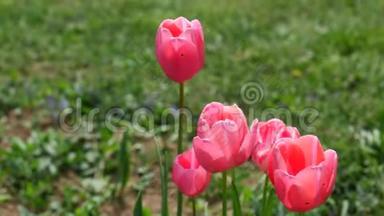 曼顿杂交的粉红色郁金香花在温和的春风中轻轻摇动，4K