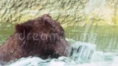 慢动作，接近布朗熊洗澡在瀑布。 野乌尔索斯