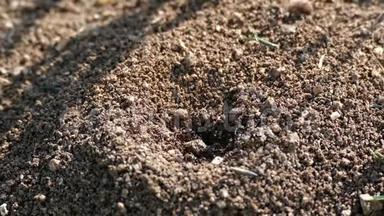 数百只蚂蚁在蚁丘里工作，蚂蚁窝里有许多蚂蚁在<strong>奔跑</strong>，蚂蚁在蚁巢里<strong>奔跑</strong>，大蚂蚁在<strong>奔跑</strong>