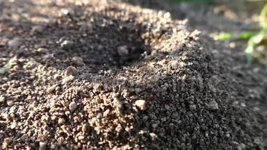 蚂蚁在巢里奔跑，大蚂蚁和蚂蚁在奔跑，