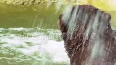 慢动作，接近<strong>布朗熊</strong>洗澡在瀑布。 野乌尔索斯