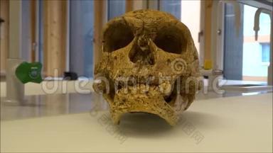 科学实验室中一名尼安德特人的头骨模型
