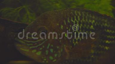在家中的水族馆里，一种叫Laetacara curviceps的南美池鱼