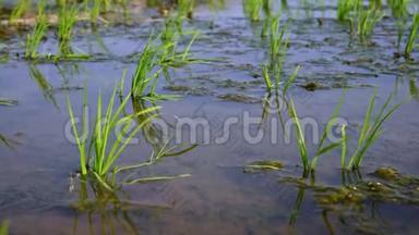 4K，特写水稻作物和水场景观自然农田背景
