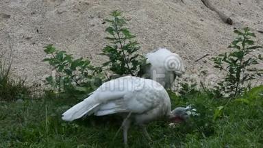 户外草地上的白色火鸡、大型鸟类散步寻找食物