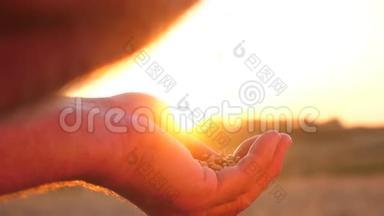 一粒<strong>麦子</strong>在一个农民的手中，在美丽的夕阳下。 特写镜头。 商人评价质量