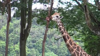 长颈鹿用长舌头在动物园里的一个盒子里吃东西