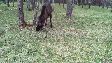 麋鹿在森林里觅食。 麋鹿位于贝雷津斯基保护区内..