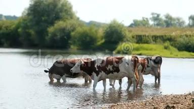 许多白色和棕色的动物在河边放牧，奶牛喝水，晴天