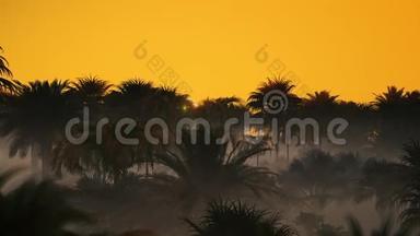 棕榈林上的雾和日出