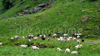挪威一个阴天、灰色的夏日，一群棕色、白色和黑色的山羊在山坡的绿草上自由放牧