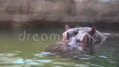 4K一只普通的河马在<strong>动物园</strong>的湖水里洗澡。