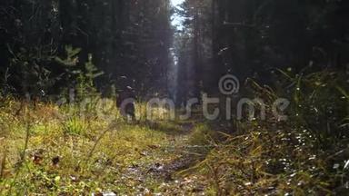 在秋天的森林里，一个小女孩和一只狗沿着一条阳光明媚的小路奔跑。