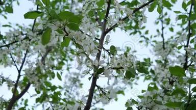 一棵樱桃树上开着白花。 春日