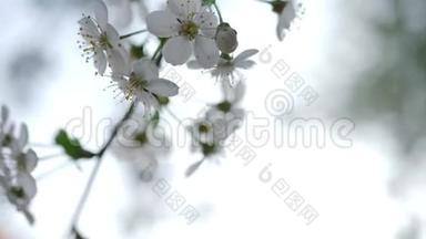 一棵樱桃树上开着白花。 春日