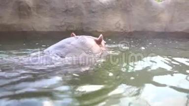 4K一只普通的河马在动物园的湖水里洗澡。