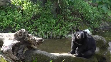 一只成年福沙黑熊的4K坐在动物园花园的岩石上