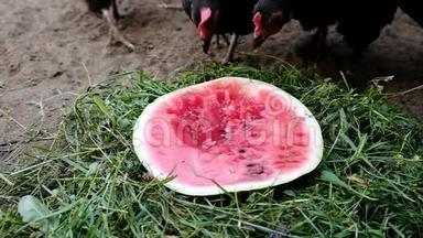 饥饿的鸡和公鸡在夏天吃西瓜，接近大自然，慢动作