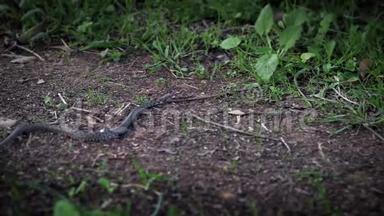 光滑的蛇在草地上缓慢移动。 探索森林地面