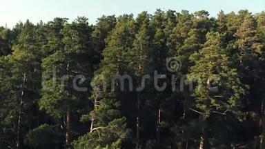 针叶林顶景空中摄影一片茂密的<strong>松树</strong>林，日落时<strong>松树</strong>和<strong>松树</strong>，近景。 针叶树