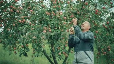 幸运的苹果农夫杂耍苹果
