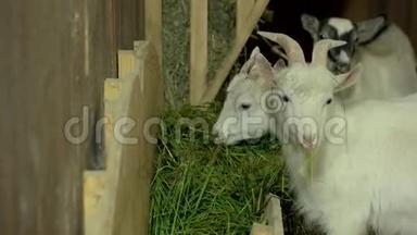 小山羊在农场的一个摊子里吃干草。