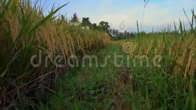 在一个大稻田上缓慢拍摄成熟的水稻