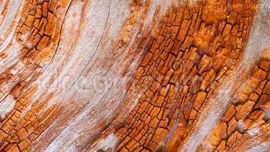 红橡树皮，由树皮和树<strong>干部</strong>分给出的几何图案