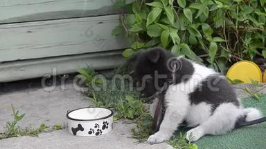可爱有趣，小斑点小狗坐在花园里的皮带上