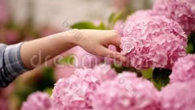美丽的绣球花在花园里盛开。绣球花丛中的园艺。女孩们在乡村花园里用手抚摸花束。