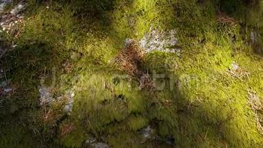 美丽的近景的石头<strong>过度</strong>生长的绿色苔藓。 美丽的自然背景