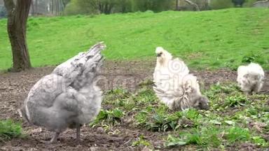 免费的范围鸡在乡间农场<strong>走来走</strong>去，在农场里觅食。