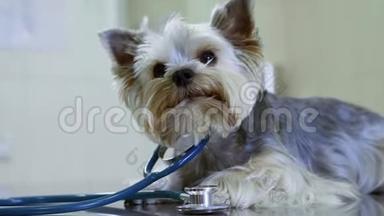 约克郡猎犬在兽医检查。 狗戴上了音筒，假装是医生。 宠物保健概念