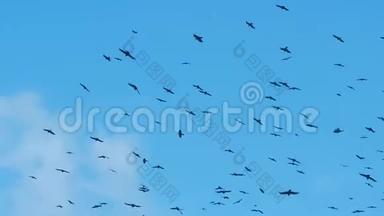 鸟儿在天空中盘旋着一只巨大的羊群。 乌鸦小鸡在飞向温暖的气候之前学会了飞行。