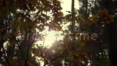 特写，夕阳在泛黄的秋林中.. 橡树多种颜色的<strong>叶子</strong>在阳光下随风<strong>飘</strong>扬。