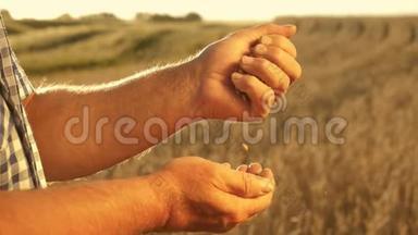农民们用美丽的晚霞洒在田野上，把麦粒从<strong>手掌</strong>到<strong>手掌</strong>。 特写镜头。 商人
