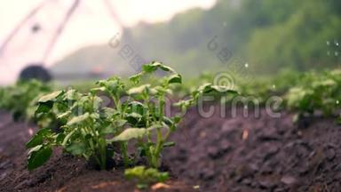 特写镜头。 在农田里，用一个特殊的浇水枢纽灌溉，成排地种着绿色的小马铃薯丛