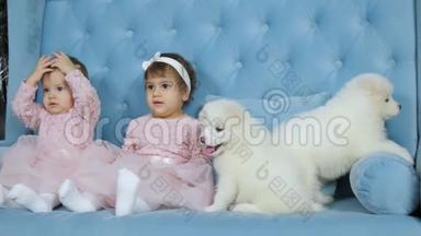 新年两只白色毛茸茸的小狗和双胞胎姐妹坐在蓝色沙发上拍照