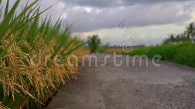 在一个大稻田上缓慢拍摄成熟的水稻