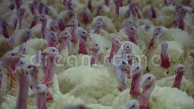 饲养肉鸡火鸡的家禽<strong>养殖场</strong>。 养鸡场饲养肉鸡的场地。