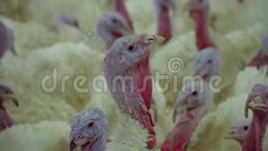 饲养肉鸡火鸡的家禽养殖场。 养鸡场饲养肉鸡的场地。