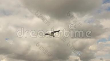 在多云的天空背景下，一只飞行海鸥鸟。 慢动作，全高清视频，240fps，1080p。