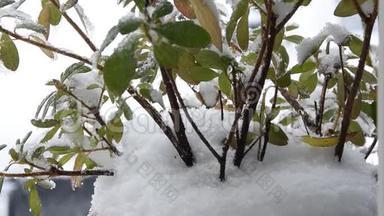 雪覆盖植物的特写，背景下的降雪