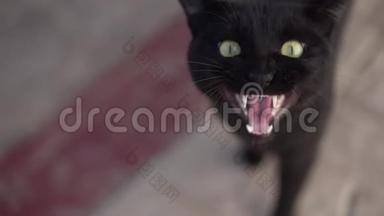 一只黑猫说喵喵叫，所以他的下巴在缓慢的运动中可以看到