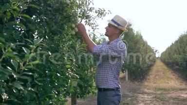 阳光明媚的一天，戴着草帽的苹<strong>果农</strong>夫在果园的树枝上检查水果