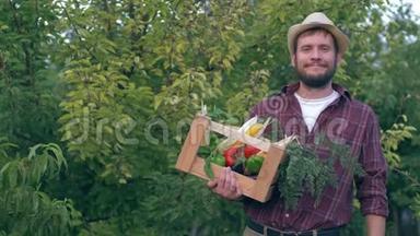蔬菜的家庭生意，英俊的农民在收割时拿着一个木箱和一个生物红番茄