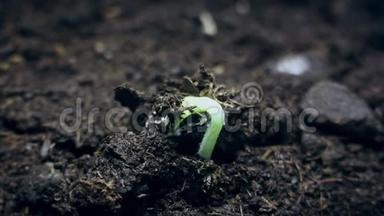 从地上生长的绿色小植物，<strong>春季夏季</strong>萌发时间的推移，进化的概念