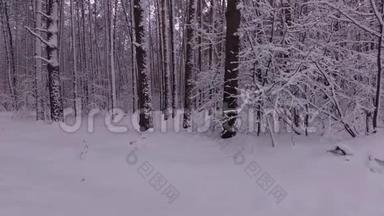 冬季森林的小径，雪中的松树