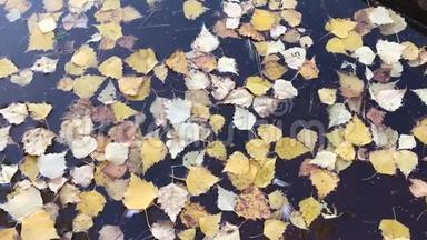 黄色的秋叶在水面上，<strong>宁静</strong>而<strong>宁静</strong>的池塘，倒影，秋天的自然在夕阳下，悲伤的喜怒无常