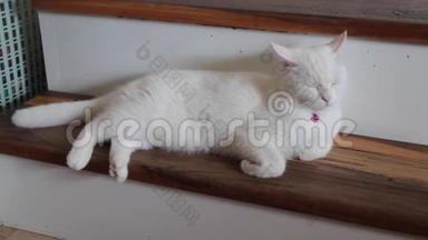 可爱的泰国白猫在楼梯台阶上放松